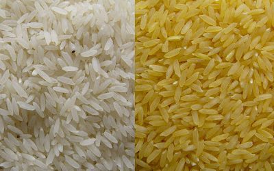 Golden Rice