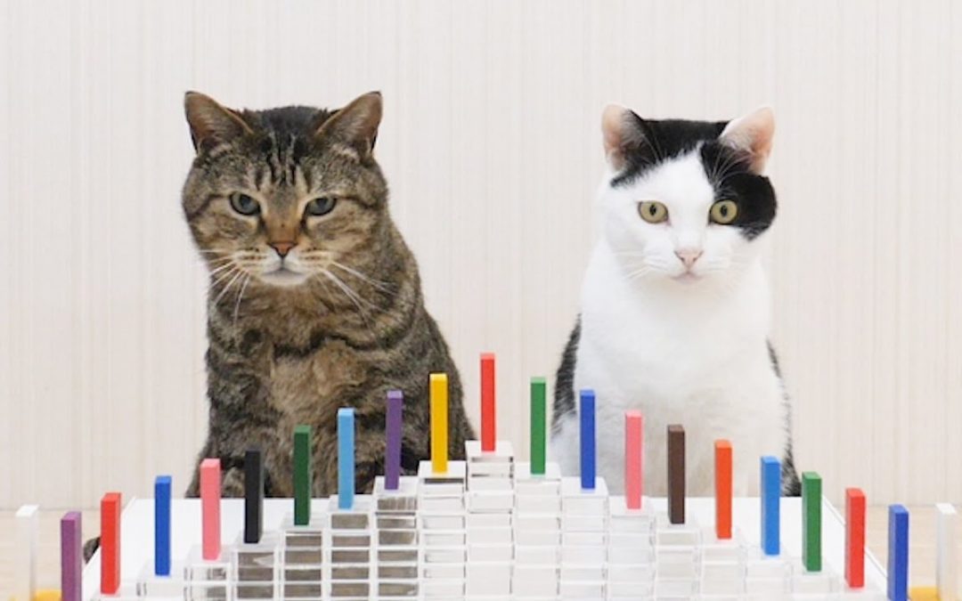 POTD: Cats and Dominoes