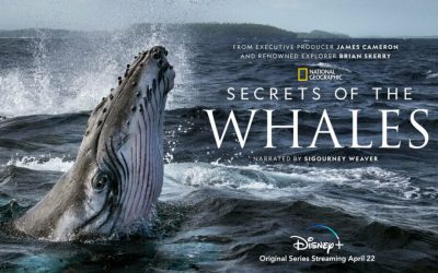 TV Review: “Secrets Of The Whales”